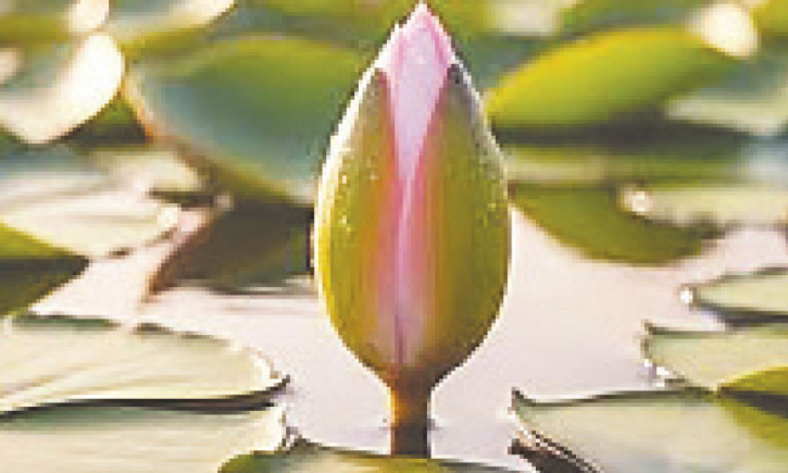 অবশেষে শাপলা কলি প্রতীকেই রাজি এনসিপি