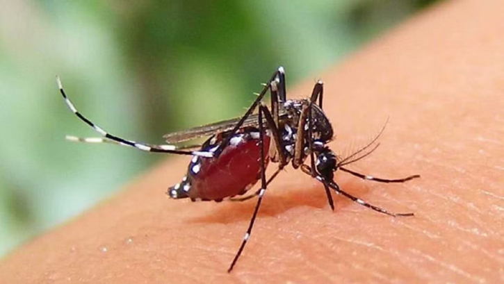 ডেঙ্গুতে আরও ৫ জনের মৃত্যু, হাসপাতালে ভর্তি ৩১১