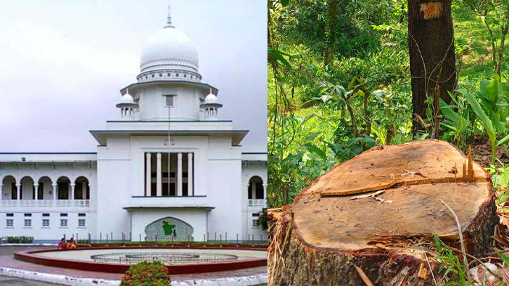 সারাদেশে অবলীলায় গাছ কাটা বন্ধের নির্দেশনা চেয়ে রিট সারাদেশে অবলীলায় গাছ কাটা বন্ধের নির্দেশনা চেয়ে রিট