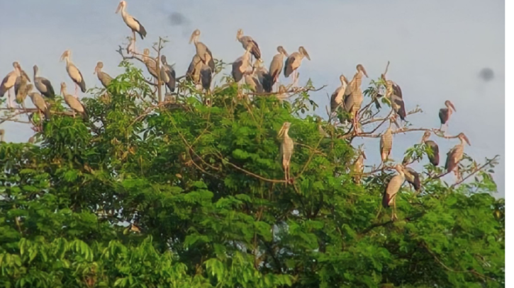 শৈলকুপার আশুরহাটে অস্তিত্ব সংকটে অতিথি পাখি