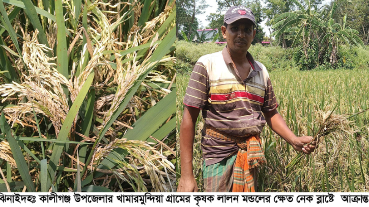 কালীগঞ্জে নেক ব্লাষ্টে দিশেহারা কৃষক, জানেন না কৃষি কর্মকর্তারা