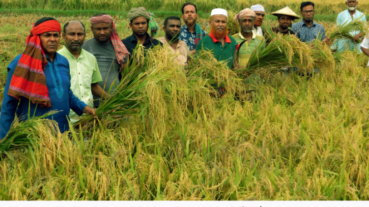 মহম্মদপুরে কৃষকের ধান কেটে দিল কৃষকলীগ