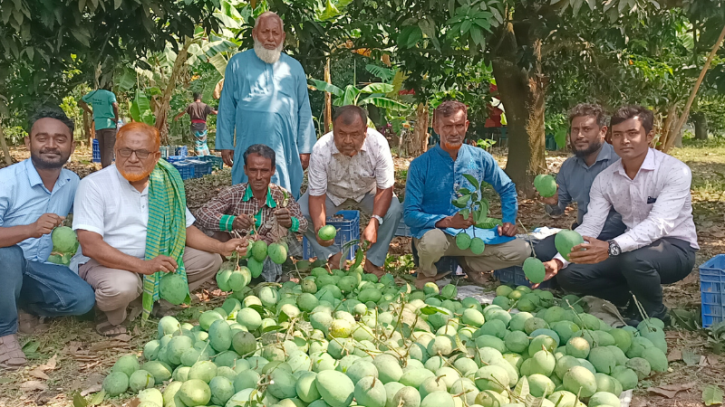 কালীগঞ্জের গোবিন্দভোগ আম যাচ্ছে ইংল্যাল্ডে