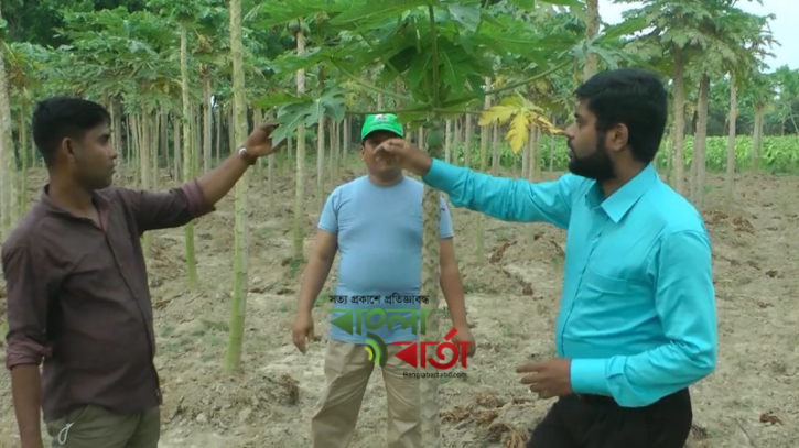 ঝিনাইদহের শিক্ষিত যুবক সোহেল রানা পেঁপে চাষে স্বাবলম্বী