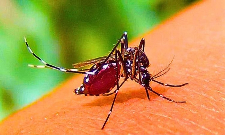 ডেনভি-৩ আধিপত্যে ডেঙ্গু জটিলতার ঝুঁকি বাড়ছে