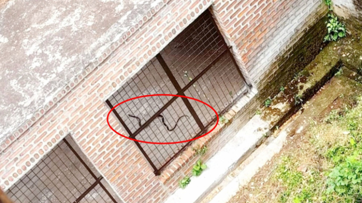 ইবি ক্যাম্পাসের সাপ ‘আতঙ্ক’ ইবি ক্যাম্পাসের সাপ ‘আতঙ্ক’
