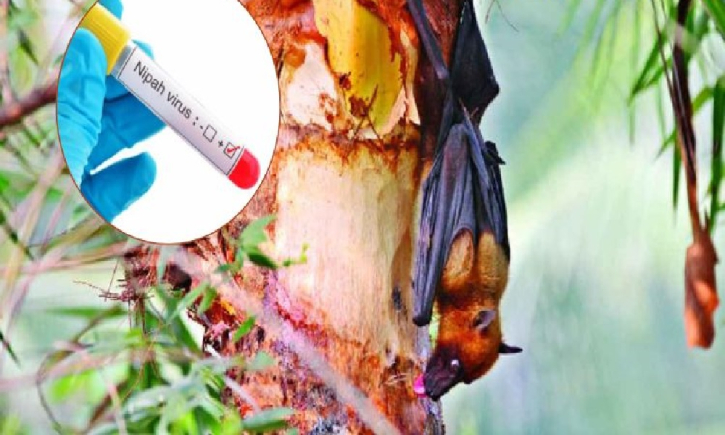 ৩৫ জেলায় নিপাহ ভাইরাসের সংক্রমণ শনাক্ত