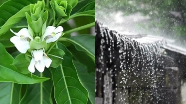 বৃষ্টিতে সর্দি-কাশিতে উপকারি বাসক পাতা