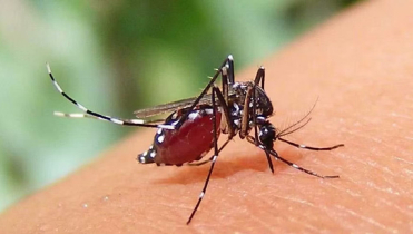 ডেঙ্গুতে আরও ৫ জনের মৃত্যু, হাসপাতালে ভর্তি ৩১১