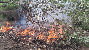 সুন্দরবনের শাপলার বিলে ভয়াবহ আগুন, নিয়ন্ত্রণে ফায়ার সার্ভিস