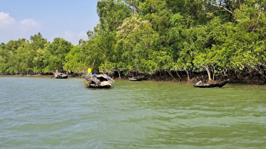 ফের সক্রিয় সুন্দরবনের দস্যু বাহিনী, নেতৃত্বে দয়ালবাবা