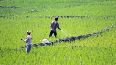 রাসায়নিক সারের দাম বাড়াল সরকার