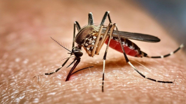 ডেঙ্গুতে হাসপাতালে ভর্তি আরও ৪২৯