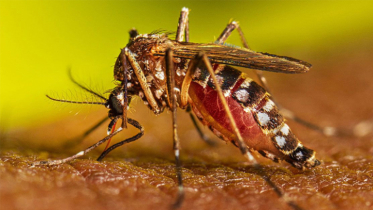 এডিস মশা কামড়ালে কতদিন পর জ্বর হয়?