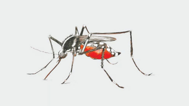 ডেঙ্গুতে আরও ৩ মৃত্যু, হাসপাতালে ভর্তি ৪২৮