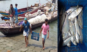 নিষেধাজ্ঞা শেষে ইলিশ ধরা শুরু