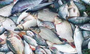 মাছ উৎপাদনে নতুন মাইলফলক অর্জন করলো বাংলাদেশ