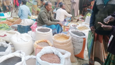 ভরা মৌসুমে গম বীজ সংকটে দিশেহারা কৃষক