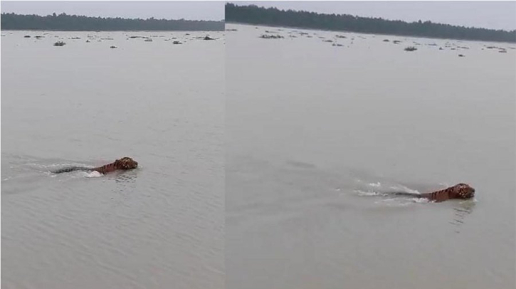 যে কারণে সুন্দরবনের বাঘ সাঁতার কাটছে নদীতে যে কারণে সুন্দরবনের বাঘ সাঁতার কাটছে নদীতে
