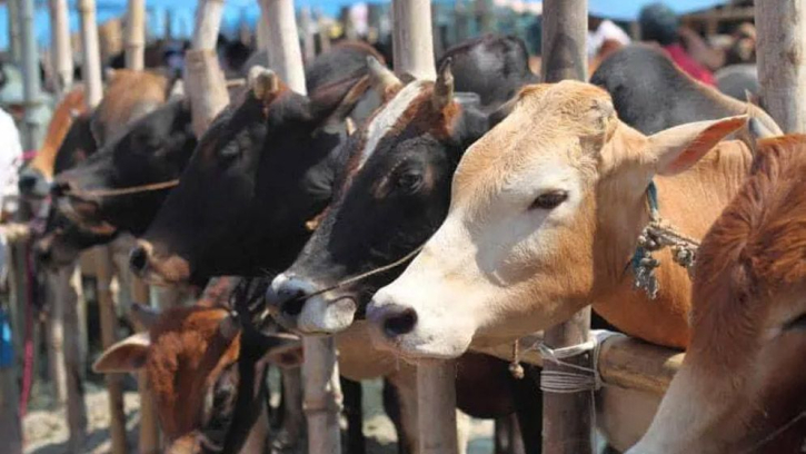 কুরবানির গোশত নিয়ে ইসলামের বিধান কী বলে?