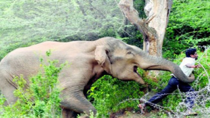 কাপ্তাইয়ে বন্য হাতির আক্রমণে এক শিক্ষার্থী নিহত