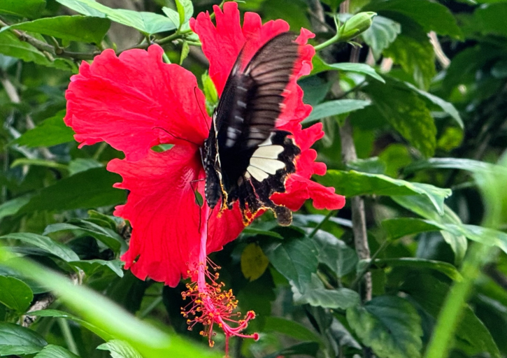 ফুলের মধু খেতে ব্যস্ত প্রজাপতি