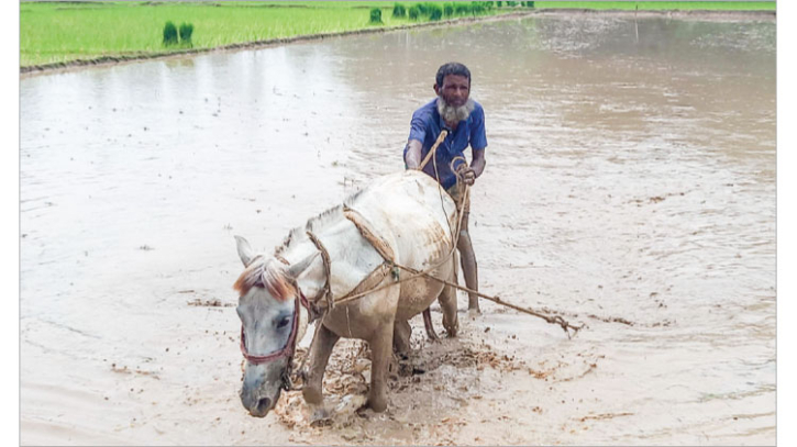 রংপুরে ঘোড়া দিয়ে হাল চাষ