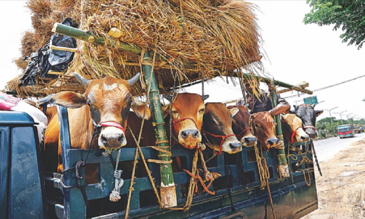 এবারের ঈদে ৯১ লাখের বেশি পশু কোরবানি হয়েছে এবারের ঈদে ৯১ লাখের বেশি পশু কোরবানি হয়েছে